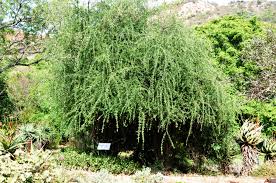 Image result for Ehretia rigida