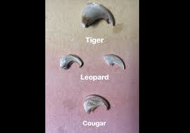 However, there are ways in which you can put finally, as already mentioned, using claw covers is safe for your cat and much less harmful than, for example, declawing. C A R E On Twitter Super Cool Pic Of Shed Claw Sheaths By Intern Carilyn Daretocare Carerescuetexas