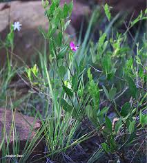 Image result for Sphenostylis