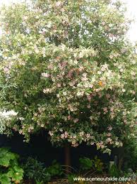 Image result for Lagunaria patersonia