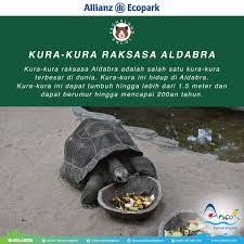 Beli kura aldabra online berkualitas dengan harga murah terbaru 2020 di tokopedia! Ancol Taman Impian Twitterren Kalian Pada Tau Gak Sih Kura Kura Aldabra Kura Kura Ini Adalah Salah Satu Jenis Yang Terbesar Didunia Loh Wow Penasaran Pengen Ngeliat Langsung Kura Kura Aldabra Ini Yuk Main Main Ke