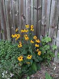 Image result for Oxyanthus strigosus