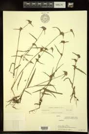 Image result for Cyanotis lanata