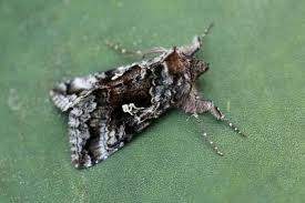 Image result for Syngrapha interrogationis