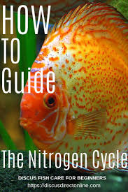 What Is The Nitrogen Cycle Discus Fish Fish Care Nitrogen Cycle