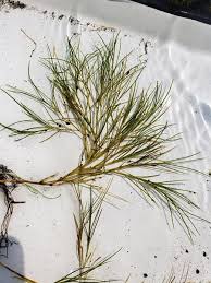 Image result for Stuckenia