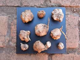 Image result for Walleria mackenziei