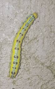 Image result for Cyphostemma omburense