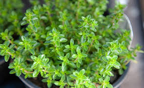 It brings together by enhancing harmony. Top 15 Spiritual Plant