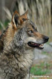 Vahsi Hayvanlar Wolf Hayvanlar