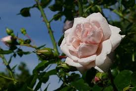 'new dawn' was the first plant to be patented. Rosenbogen In Voller Pracht Die Konigin Der Blumen Richtig Schneiden