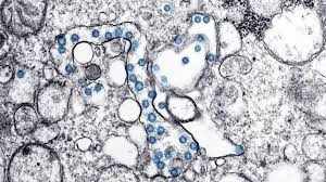 We did not find results for: Viruses What Are They And What Do They Do