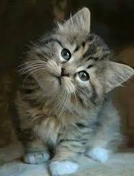 Sensiz Sut Dokmus Kedi Gibiyim Sevimli Kedi Yavrulari Guzel Kediler Kedi