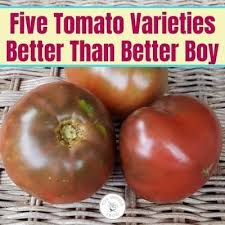 Newer varieties may be meatier. Five Tomato Varieties Better Than Better Boy You Should Grow