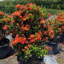 Image result for Ixora hartiana