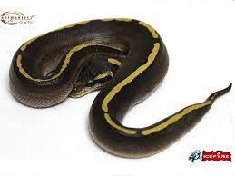 Eruptor Ghi Mojave Yellow Belly Ball Python Ball Python Morphs Cute Snake