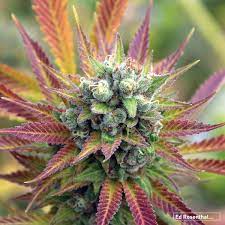 Do You Know These 14 Killer Sativa Strains From Around The World Ed Rosenthal