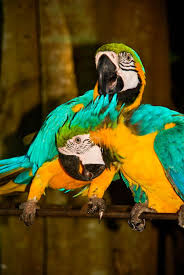 Colorful Parrots Cartagena Columbia Oiseaux Exotiques Animaux Oiseaux