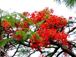 On trip.com, you can find out the best food and drinks of flowers of vietnam in detroit. 10 Best Charming Flower Seasons In Vietnam Vietnam Active Adventure