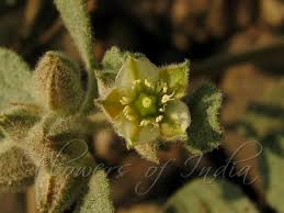 Image result for Glinus lotoides