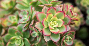 You can design a succulent garden if you live in a warm and dry region. Types Of Succulents With Pictures Succulents And Sunshine