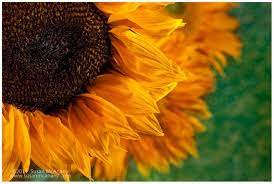 Wall Art Of Sunflower With Vibrant Yellow And Orange On Textured Background Color Photographic Print Sunflower Photo Sunflower Art Nature Photography