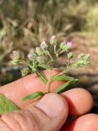 Image result for Eschenbachia