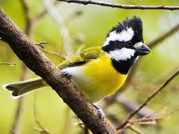 Image result for Phyllonorycter leucographellus