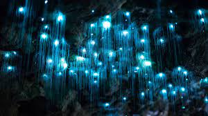 The Gooey Details Behind A Glow Worm S Starry Night Illusions Published 2016 Glow Worm Glow Worm Cave Bioluminescence