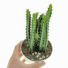 Image result for Euphorbia griseola