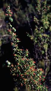 Image result for Cliffortia