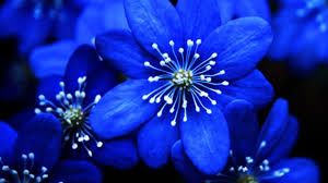 Hd wallpapers and background images. Blue Flower Wallpapers Top Free Blue Flower Backgrounds Wallpaperaccess