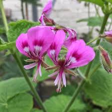Image result for Pelargonium
