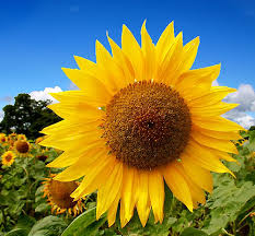 List 13 wise famous quotes about bunga matahari: Sunny Day Quotes Happy Quotesgram