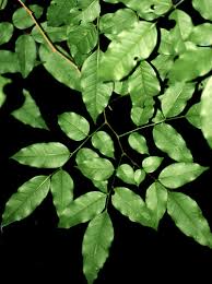 Image result for Dialium