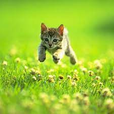 More cute pics of little kittens. How Employers Are Using Cute Kittens To Avoid Cyberattacks The Verge