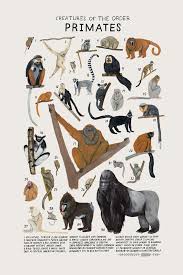 Primates Png Animal Drawings Animal Posters Animal Illustration