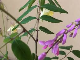 Image result for Indigofera conjugata
