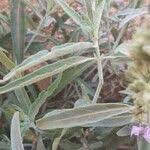 Image result for Hypoestes forskaolii