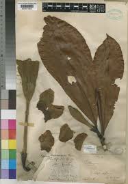 Image result for Rothmannia whitfieldii