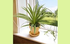 Tanaman hias daun pertama yang bisa menjadi pilihan anda adalah tanaman kuping gajah. 9 Jenis Tanaman Hias Daun Tercantik Beserta Harganya