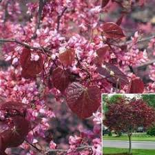 Plant these dogwoods in partial to full shade and moist, acidic soil. Flowering Ornamental Trees Louisiana Nursery