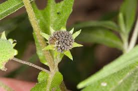 Eclipta prostrata (false daisy): Go Botany