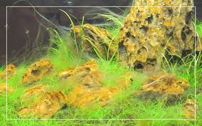 Short hairs (1/4 long), closely packed together. Most Common Algae Types Causes How To Remove From Aquarium
