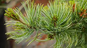 Pinus parviflora 'Venus' Japanese White Pine | Conifer Kingdom