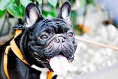 Chiot mignon de bouledogue français. 5 Things You Didn T Know About French Bulldogs Pet Health Insurance Tips