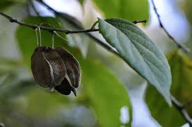 Image result for Halesia