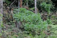 Image result for Solanecio