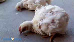 Hindari penggunaan bioplacenton apabila anda memiliki masalah saraf otot, atau kondisi kesehatan lain yang berpotensi menyebabkan masalah otot dan saraf, seperti: Mengenal Penyakit Botulisme Pada Ayam Akibat Racun Pakan