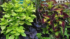 How To Grow Coleus Growing Coleus Gardeners Supply